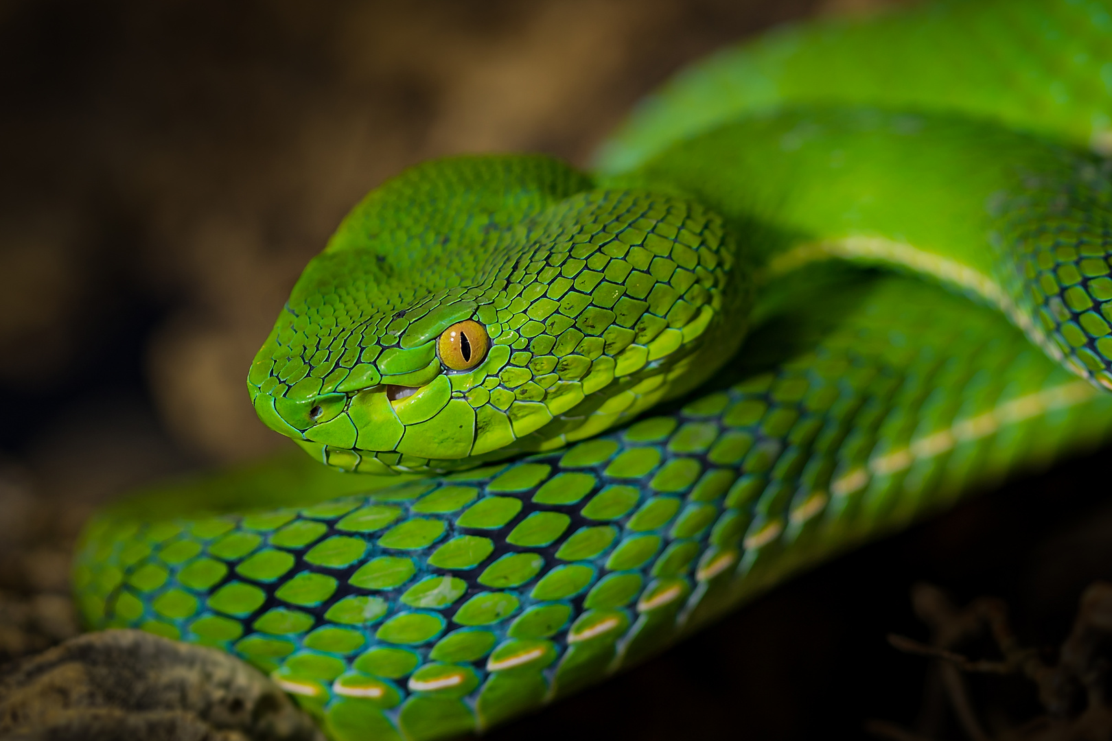 Viridovipera Vogli