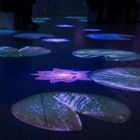 Virtual Water Lilies