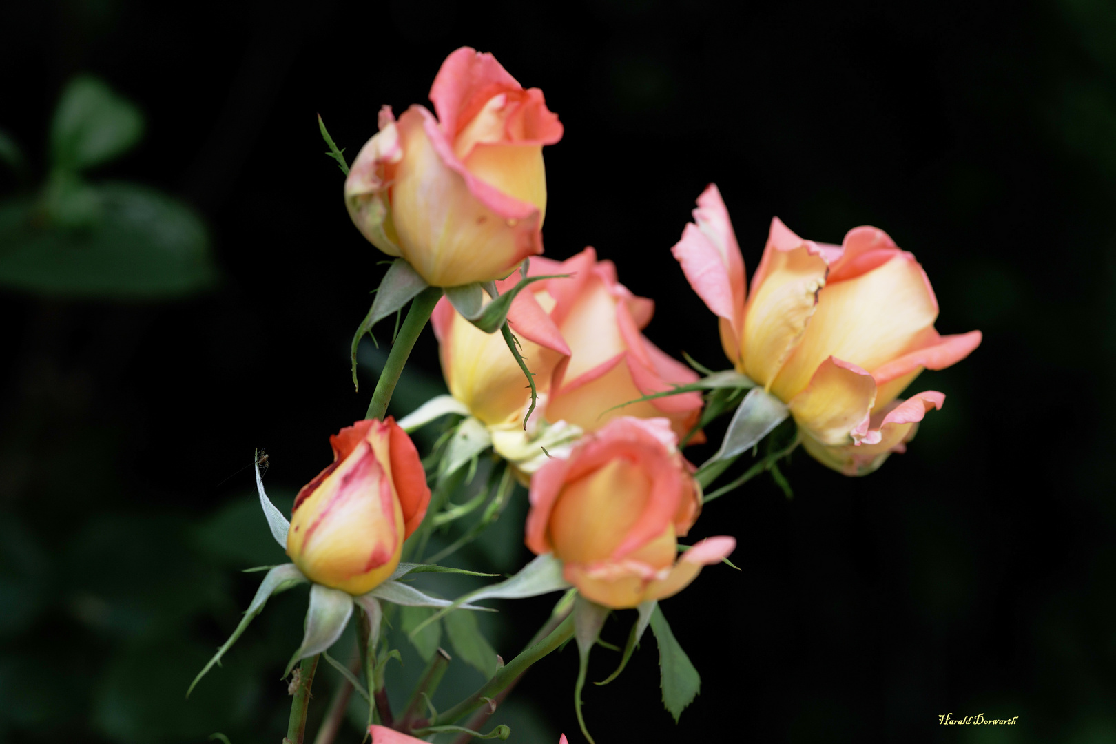 Virtuelle "Weiße Rosen" in der Wirklichkeit