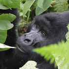 Virunga Berggorilla, Kongo