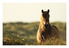 Vis-a-vis auf Texel