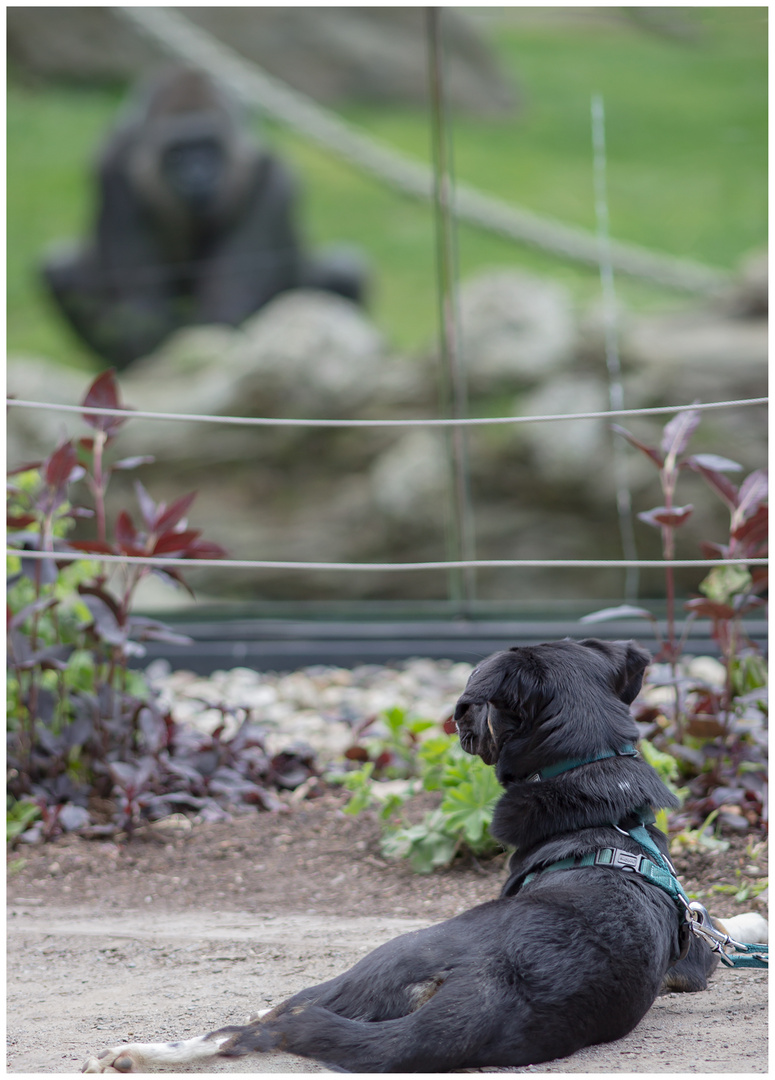 Vis-a-vis: Hund und Gorilla