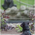 Vis-a-vis: Hund und Gorilla