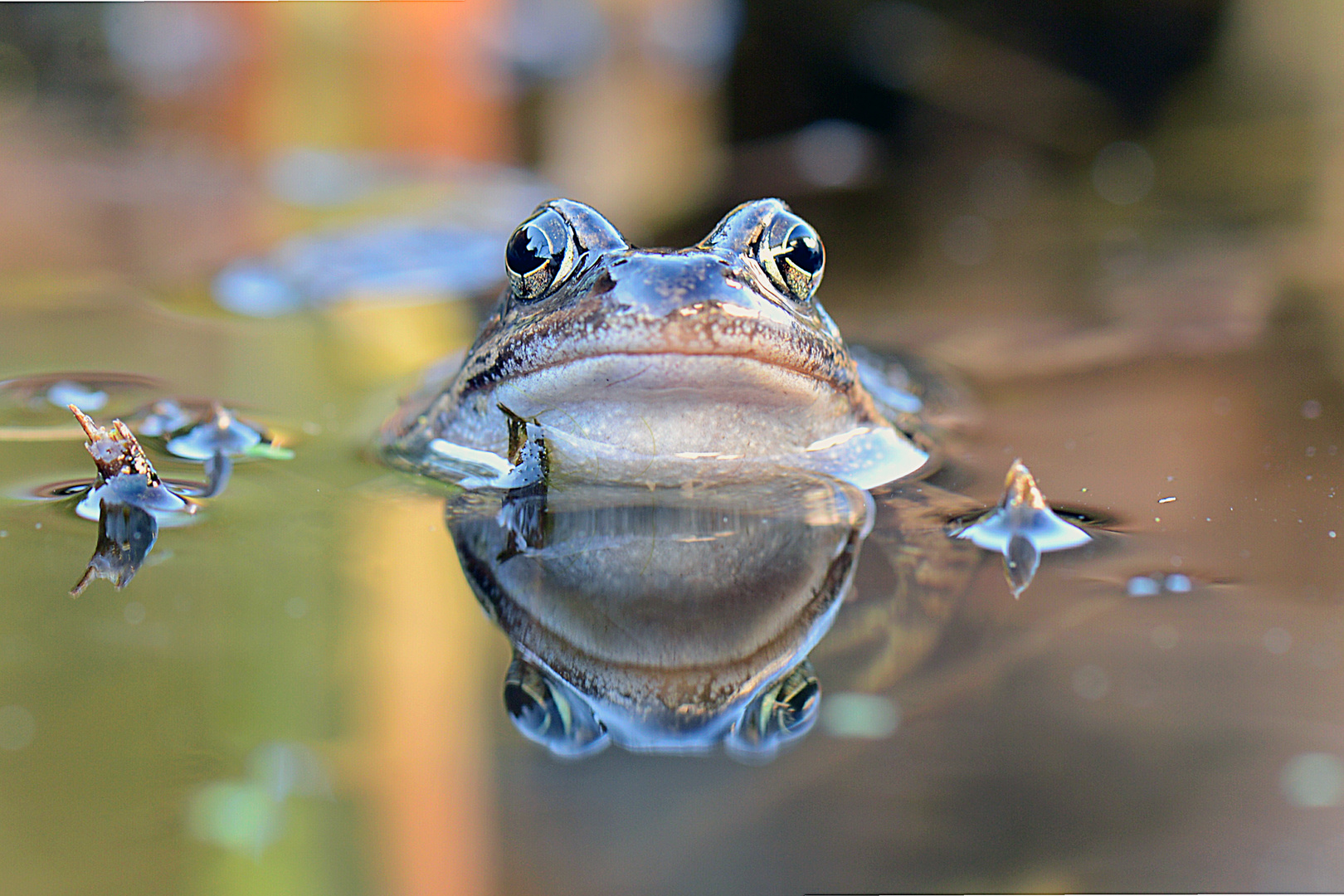 vis a vis mit dem Grasfrosch