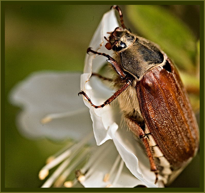 Vis à vis (variante prospettica)