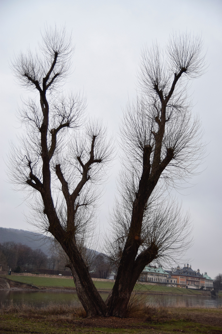 vis a vis vom schloss pillnitz