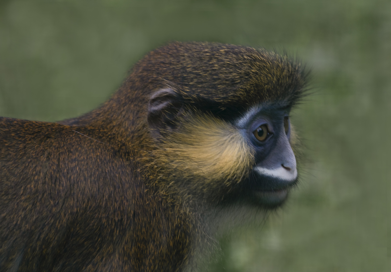 Visage bleu (Cercopithecus cephus, moustac bleu)