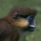 Visage bleu (Cercopithecus cephus, moustac bleu)