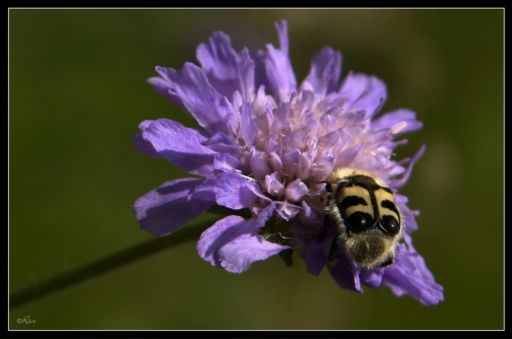 Visage sur la fleur