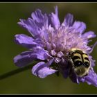 Visage sur la fleur