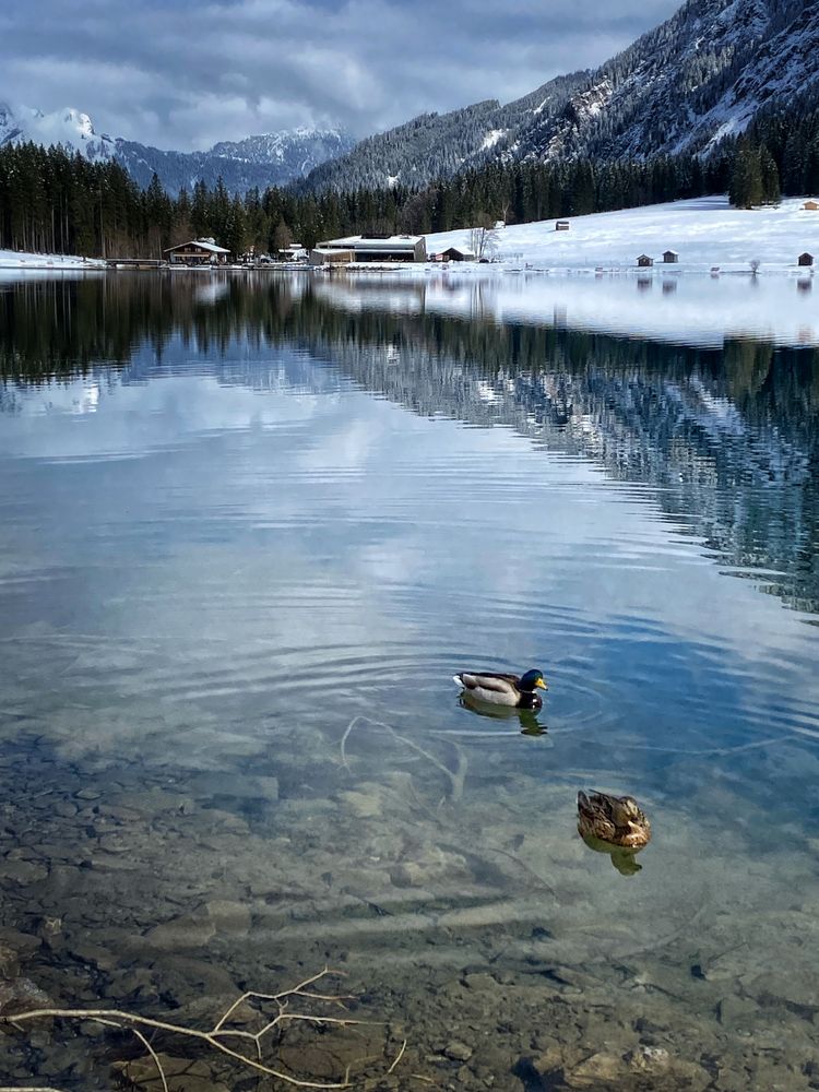 Visalpsee Enten