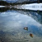 Visalpsee Enten