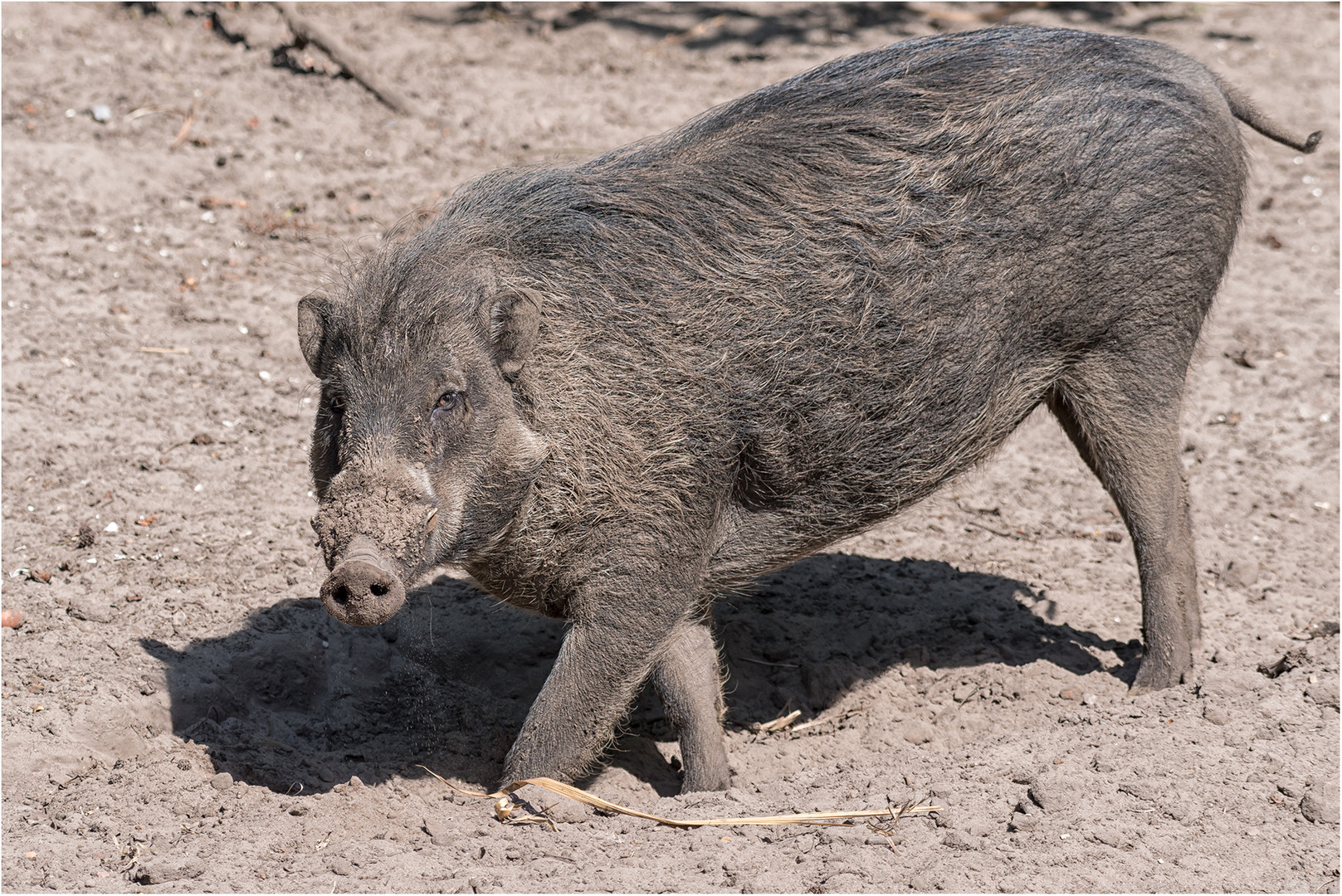 Visayas Mähnenschwein