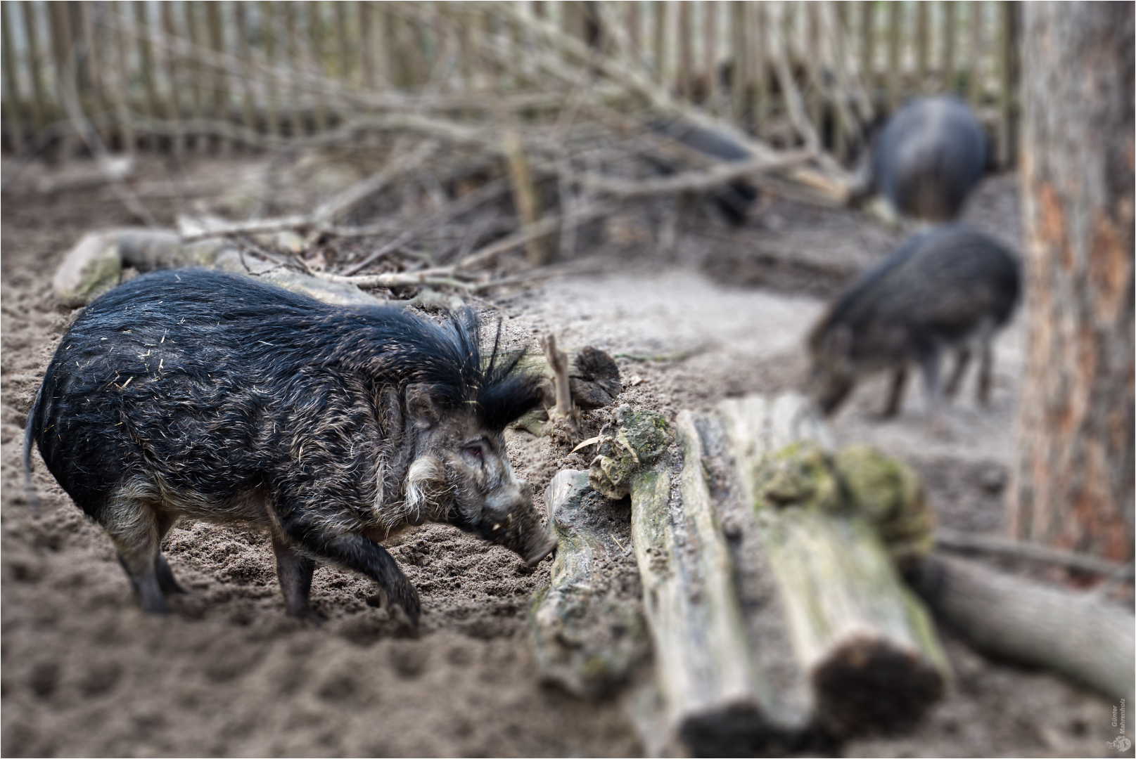 Visayas-Mähnenschwein