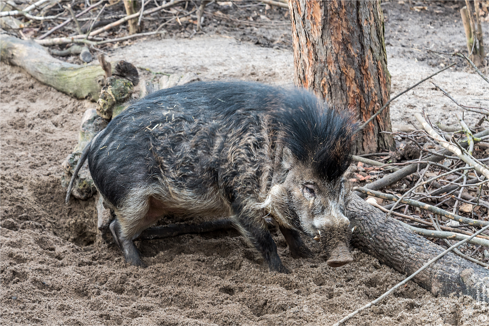 Visayas-Mähnenschwein (Eber)