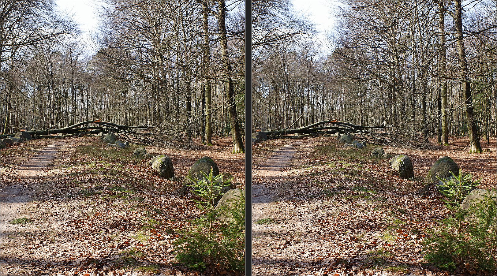  Visbeker Bräutigam (3D Kreuzblick)