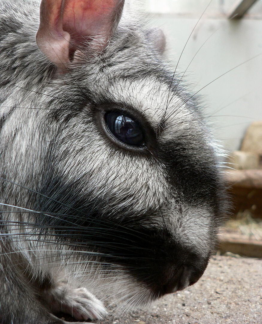 Viscacha