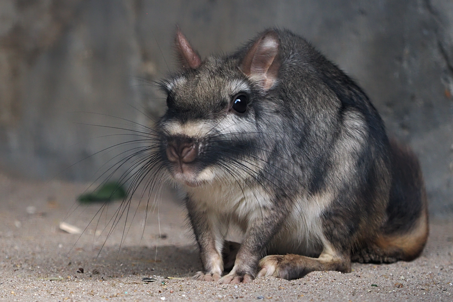 Viscacha l...