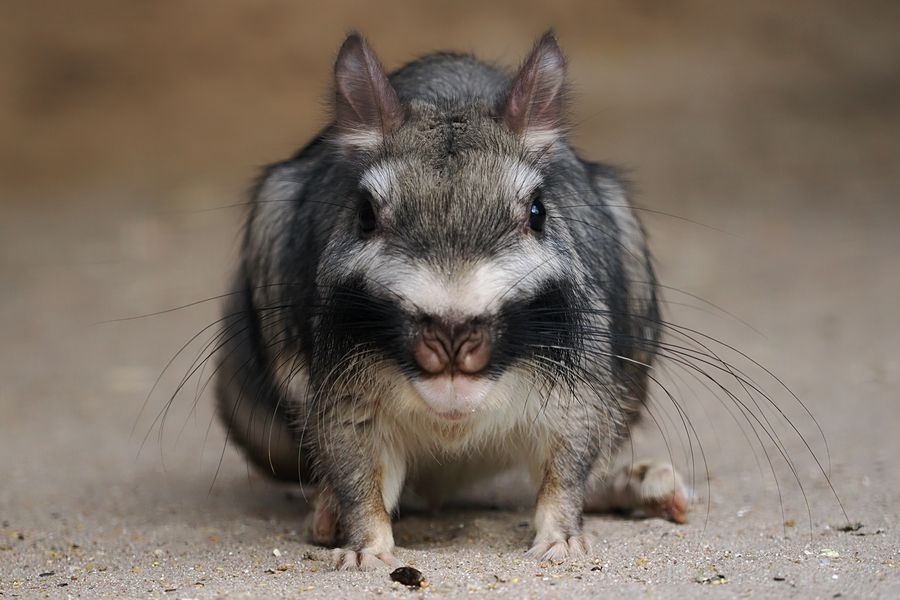 Viscacha V...