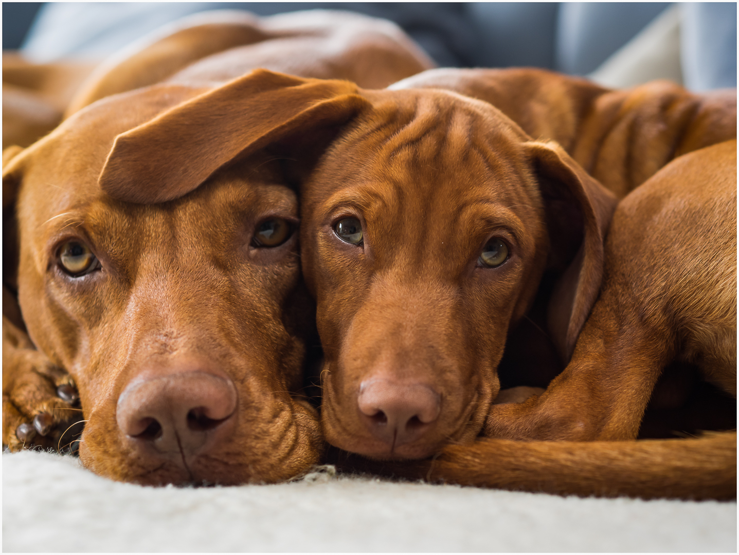 vischlakuschelrunde