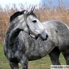 Viscontia - thoroughbrad mare