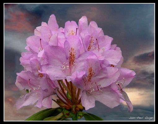 vision 103 La magie des fleurs