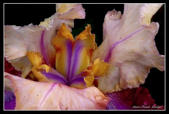 vision 104 la magie des fleurs