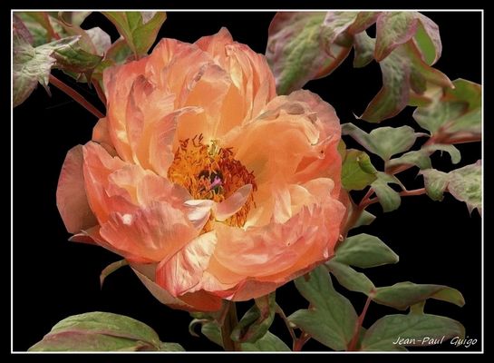 vision 105 La magie des fleurs