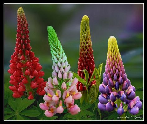 vision 106 La magie des fleurs