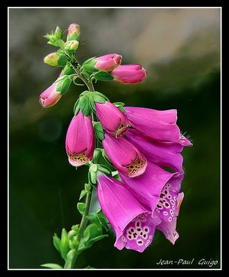 vision 107 La magie des fleurs