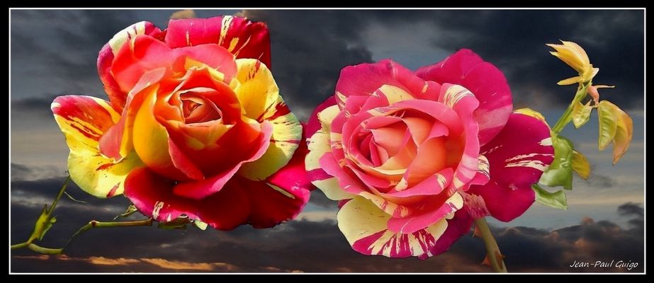 vision 108 La magie des fleurs