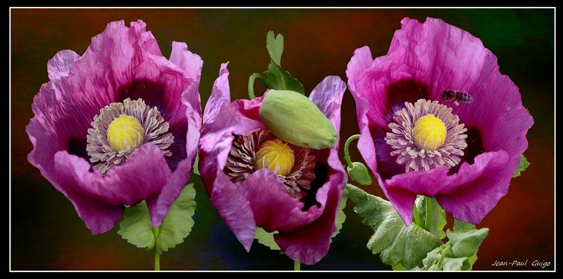 vision 110 La magie des fleurs