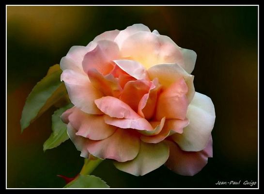 vision 111 La magie des fleurs