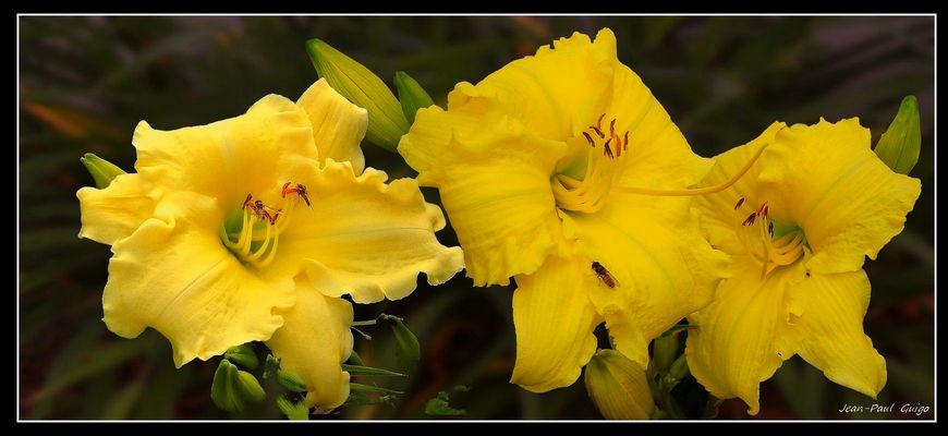 vision 112 La magie des fleurs