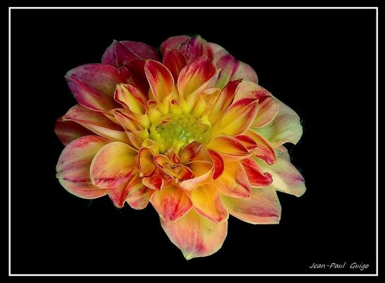 vision 113 La magie des fleurs