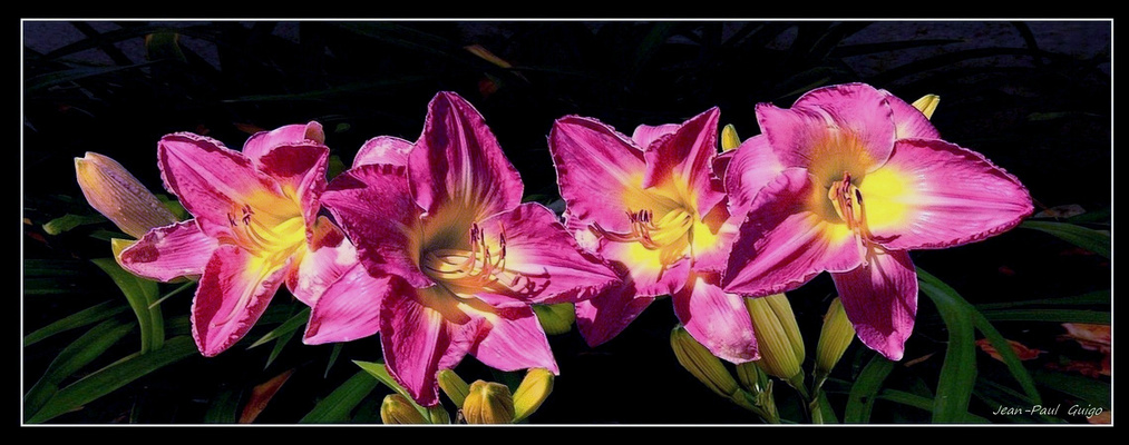 vision 114 La magie des fleurs