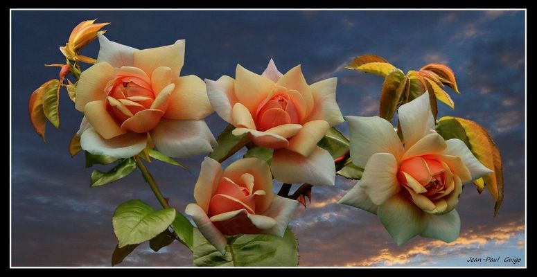 vision 115 La magie des fleurs