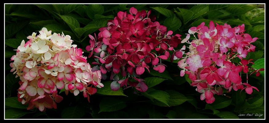 vision 116 La magie des fleurs