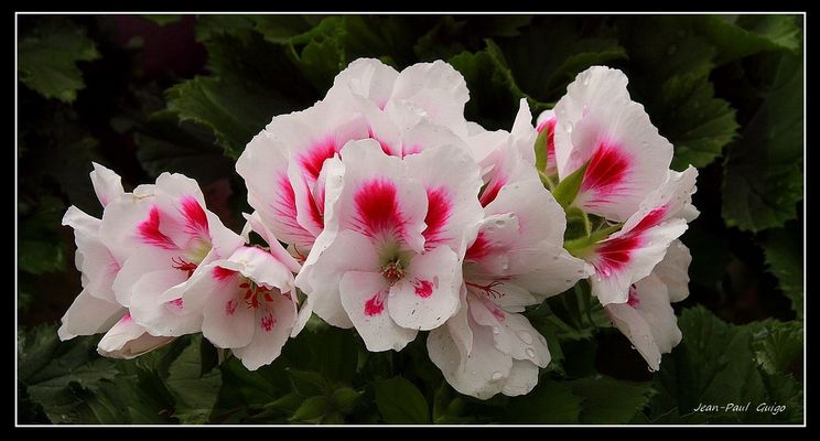 vision 117 La magie des fleurs