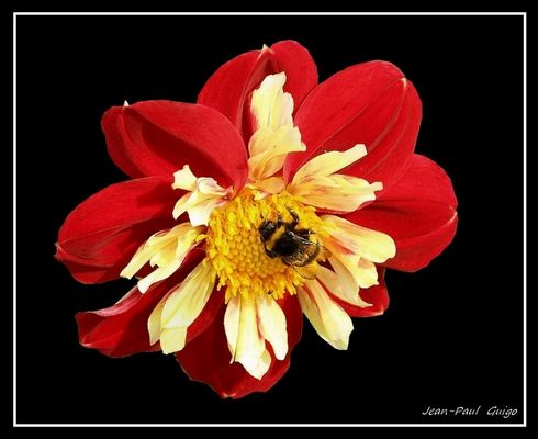 vision 118 La magie des fleurs