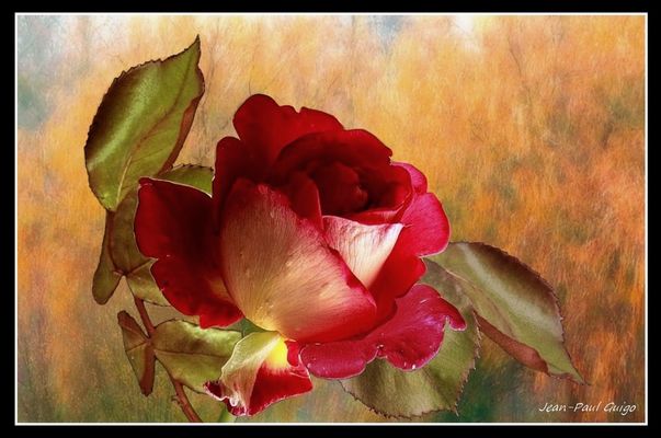 vision 123 La magie des fleurs