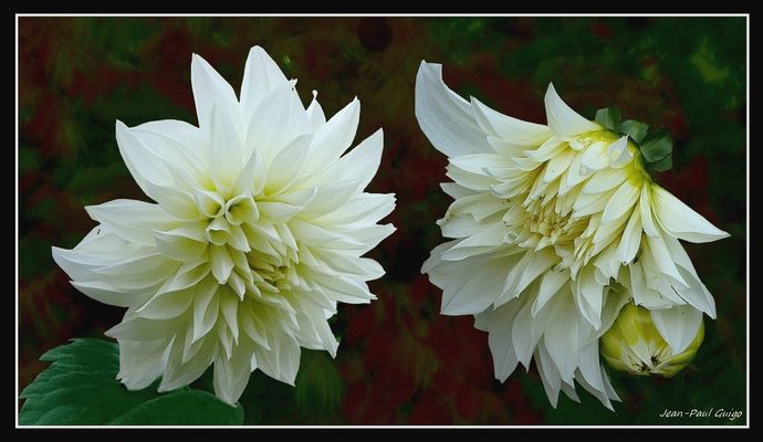 vision 126 La magie des fleurs