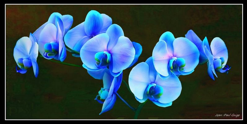 vision 129 La magie des fleurs