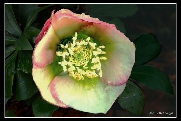 vision 130 La magie des fleurs