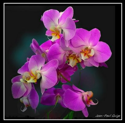 vision 132 La magie des fleurs