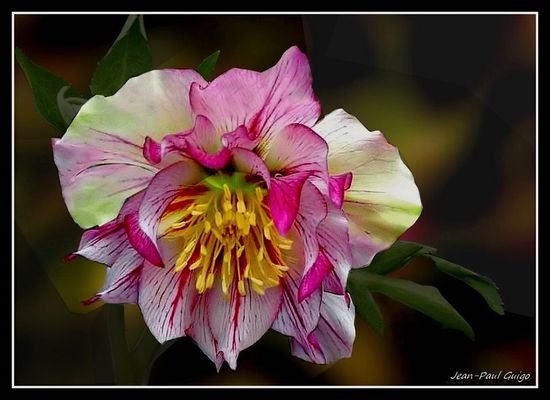 vision 133 La magie des fleurs