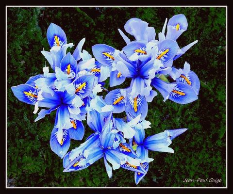 vision 135 La magie des fleurs