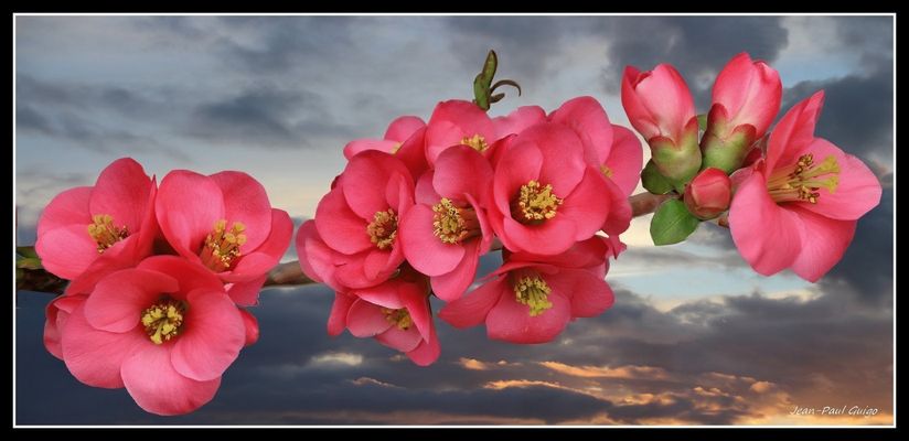 vision 137 la magie des fleurs