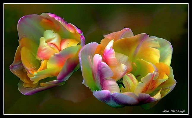 vision 138 La magie des fleurs