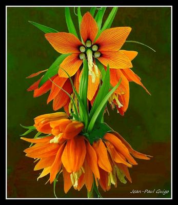 vision 140 La magie des fleurs